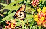 Monarch Butterfly 2017